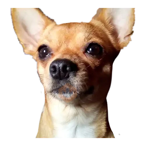 chihuahua sticker 18