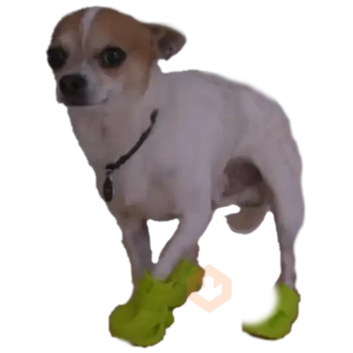 chihuahua sticker 20