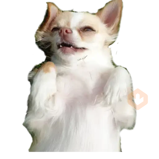 chihuahua sticker 11
