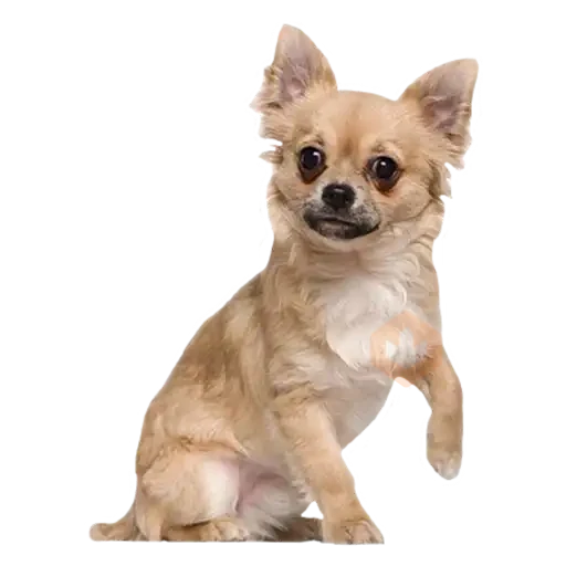 chihuahua sticker 16