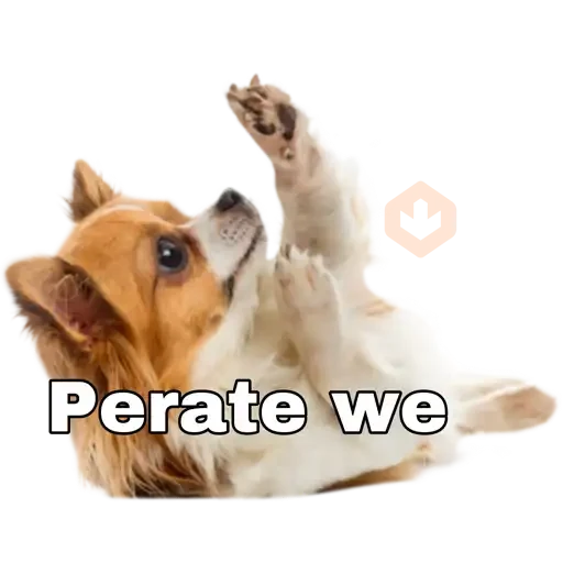 chihuahua sticker 24