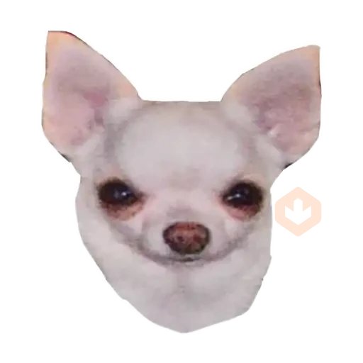 chihuahua sticker 13
