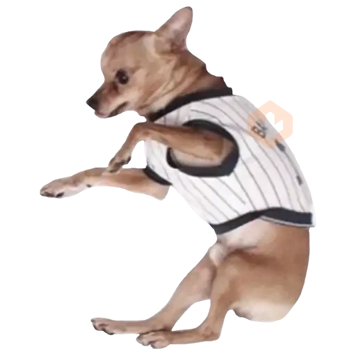 chihuahua sticker 17