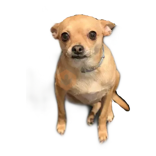chihuahua sticker 27