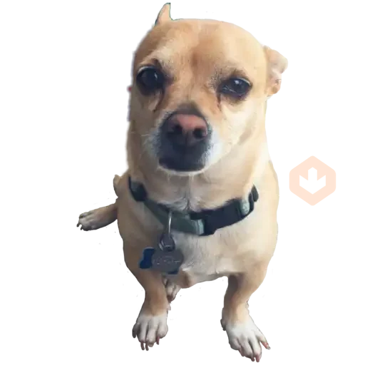 chihuahua sticker 22