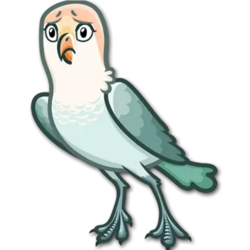 🐦Pajaros Lindos🐦 