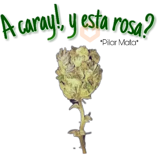 Drogas sticker 15