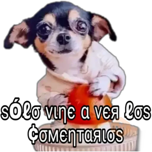 Chihuahuas ¤°¤ sticker 15