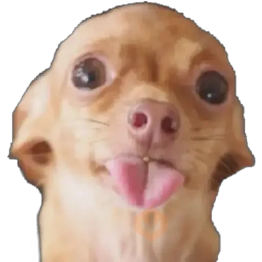 Chihuahuas ¤°¤ sticker 22