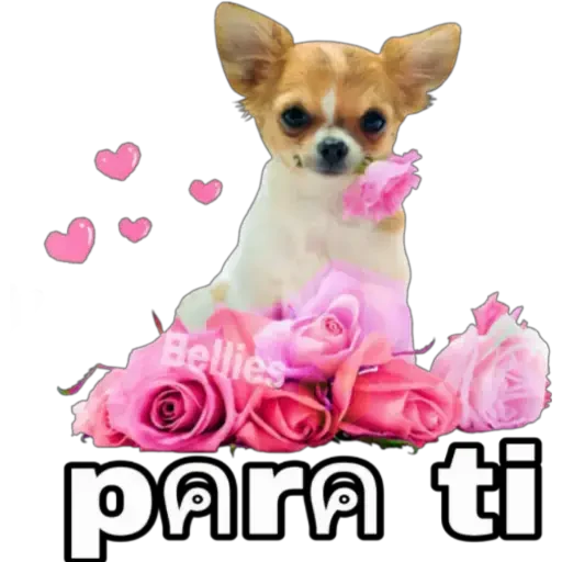 Chihuahuas ¤°¤ sticker 18