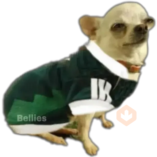 Chihuahuas ¤°¤ sticker 11
