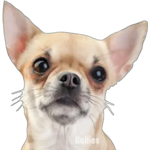 Chihuahuas ¤°¤ sticker 26