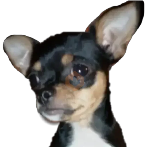 Chihuahuas ¤°¤ sticker 23