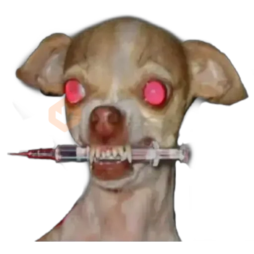 Chihuahuas ¤°¤ sticker 19