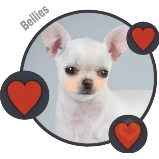 Chihuahuas ¤°¤ sticker 24