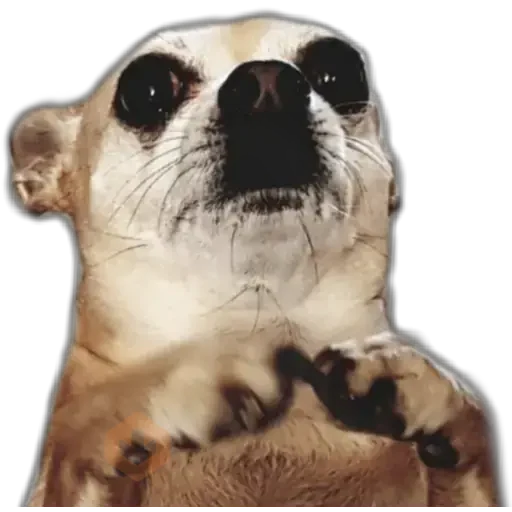 Chihuahuas ¤°¤ sticker 25