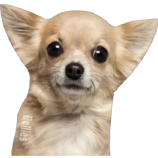 Chihuahuas ¤°¤ sticker 21