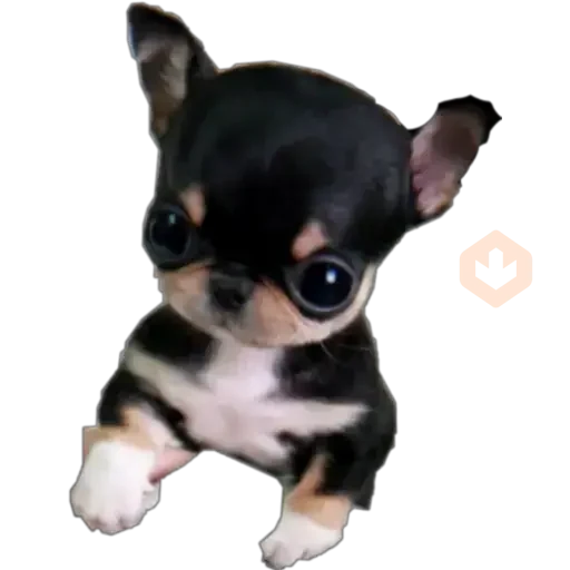 Chihuahuas ¤°¤ sticker 28