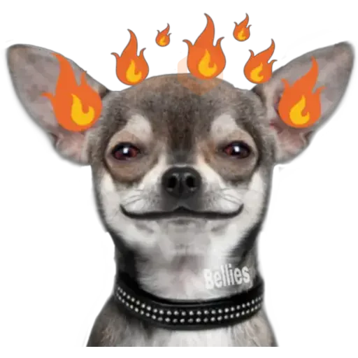Chihuahuas ¤°¤ sticker 30