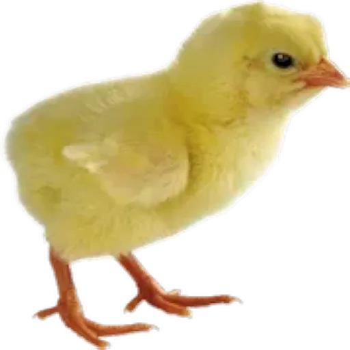 Pascua 