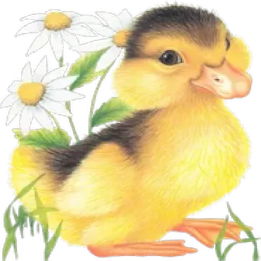 Pascua 
