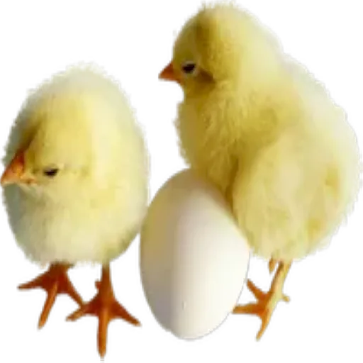 Pascua 