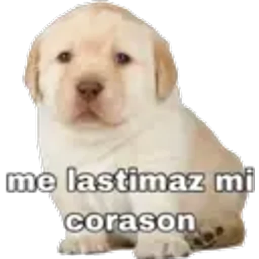2.9 Me Rechazan Culpa #