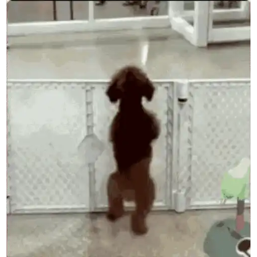 4.3 Baile peluche