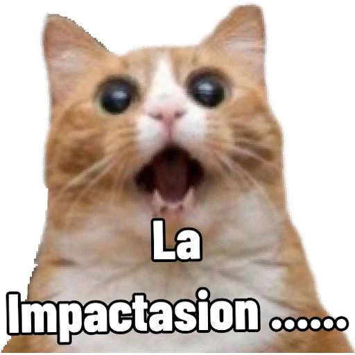 5.2 sorpresa Animal #-
