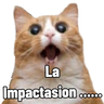 5.2 sorpresa Animal #-