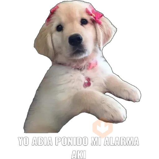 Yo abia ponido 2 sticker 18