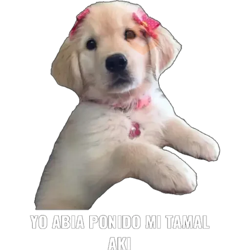 Yo abia ponido 2 sticker 16