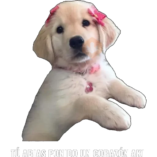 Yo abia ponido 2 sticker 14