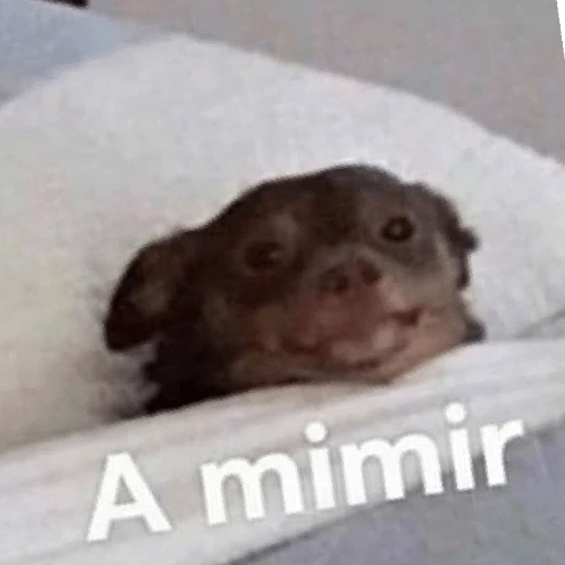 12.2 Cansado BuenasN Mimir