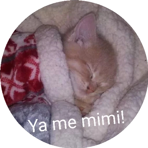 12.2 Cansado BuenasN Mimir preview