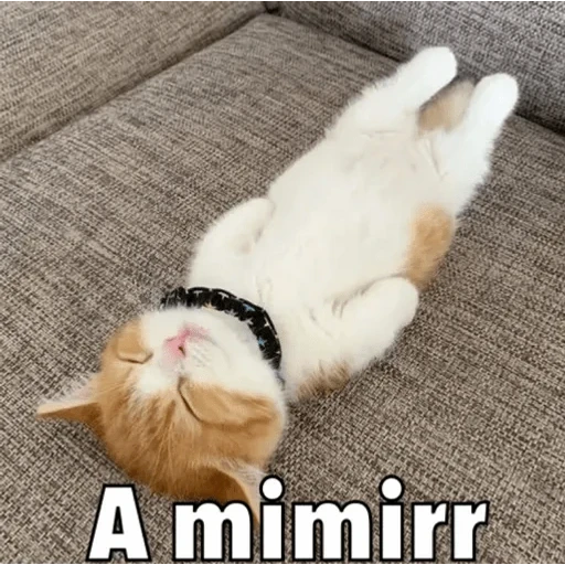 12.2 Cansado BuenasN Mimir