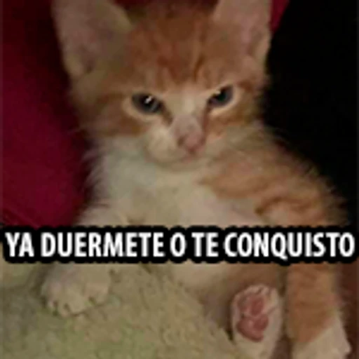 12.2 Cansado Dor Desvelo -