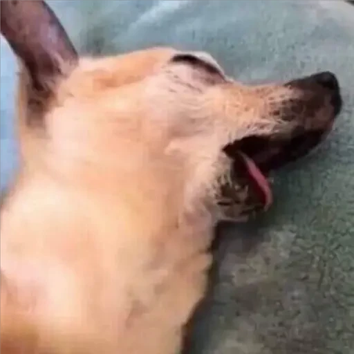 12.2 Cansado Dormido --