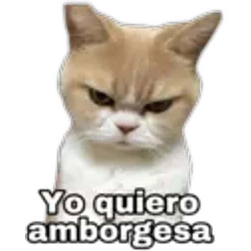 4.16 Comida 2