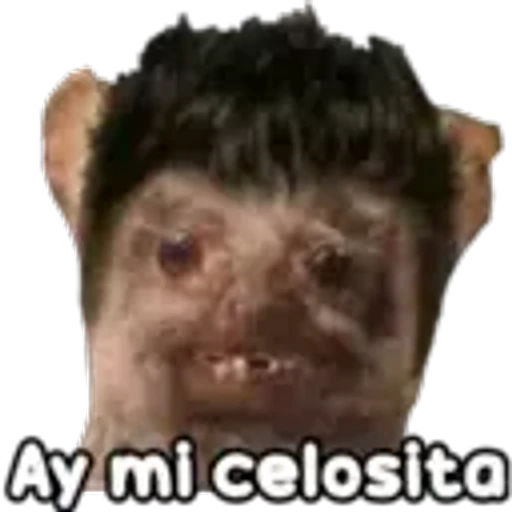 7.29 Celos Mio #