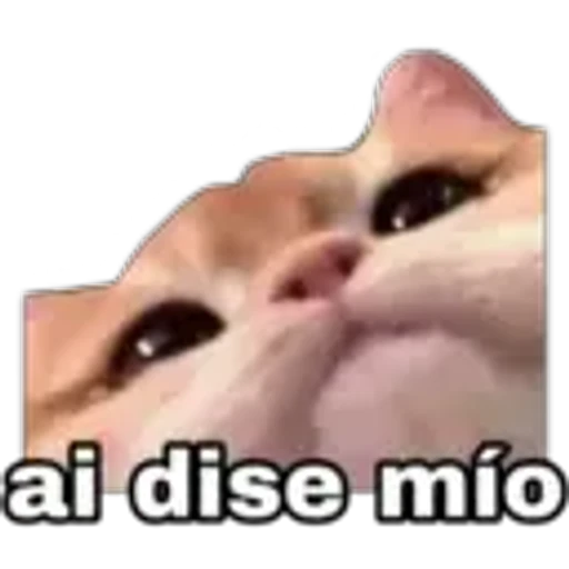 7.29 Celos Mio #