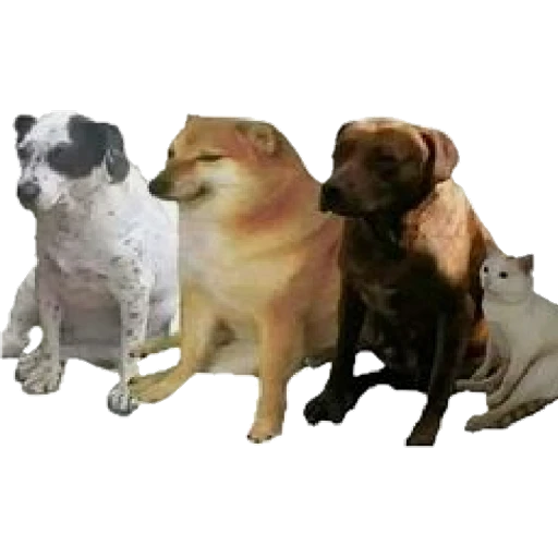 Cheems