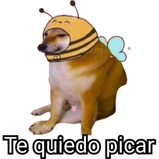 Cheems