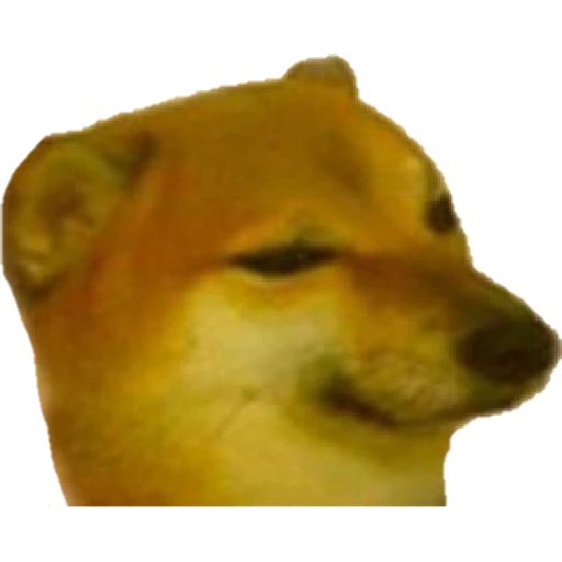 Cheems