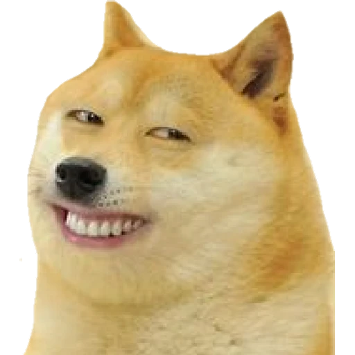 Cheems