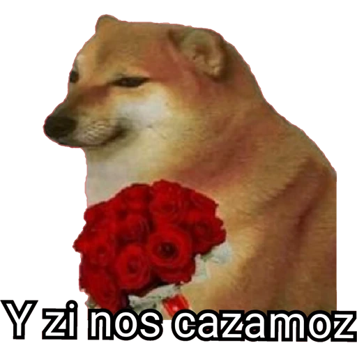 Cheems