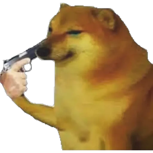 El cheems