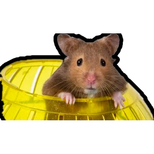 Hamsters Memes