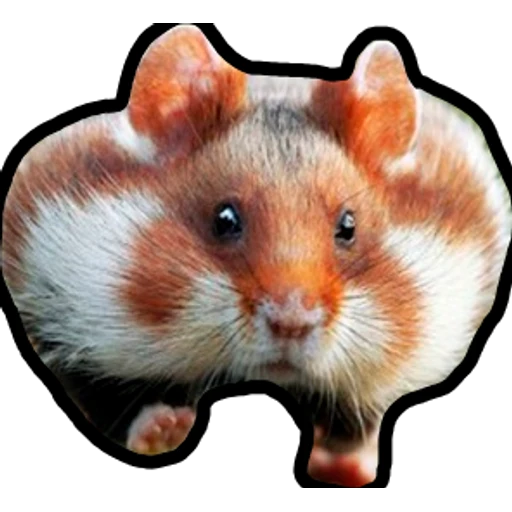 Hamsters Memes preview