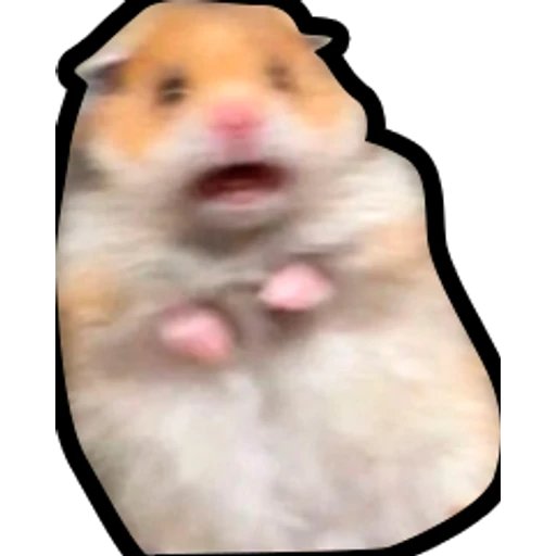 Hamsters Memes